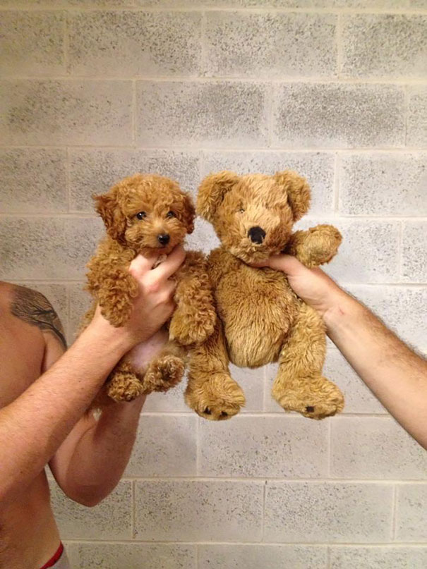 Chubby Puppies Bear 8