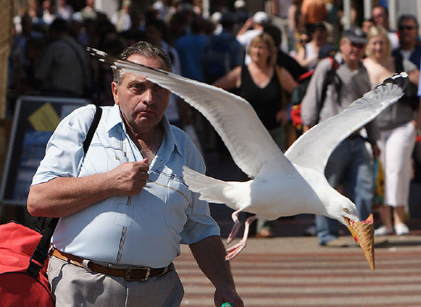 Perfectly Timed Photos 29