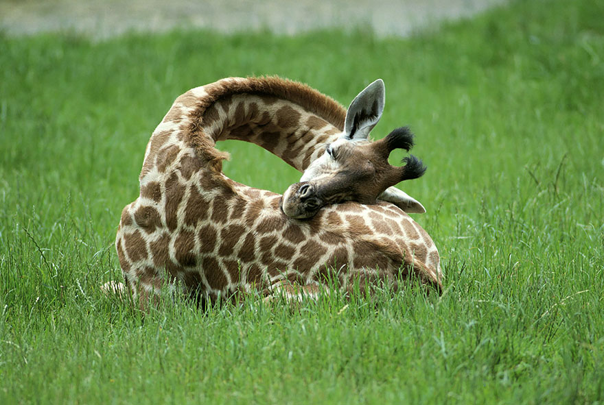 Sleeping Giraffes 1