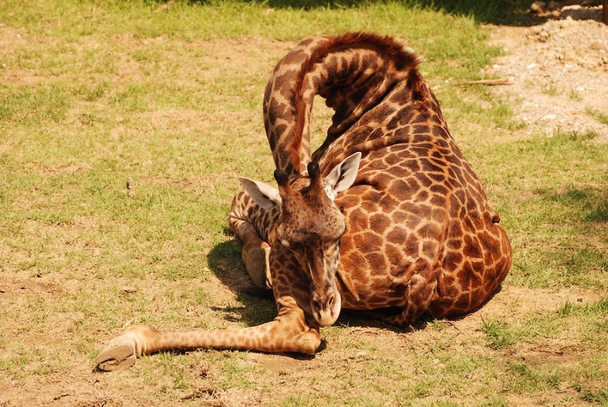 Sleeping Giraffes 11