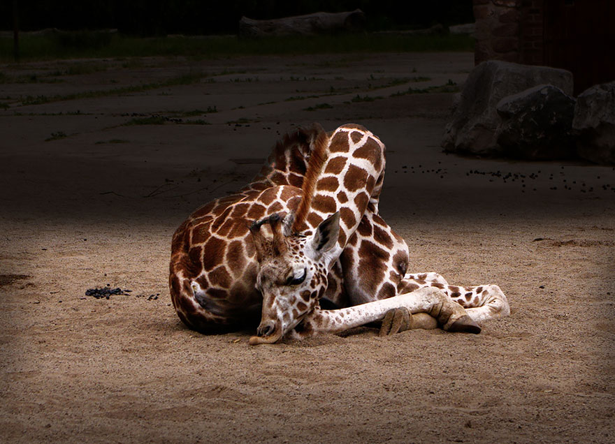 Sleeping Giraffes 3