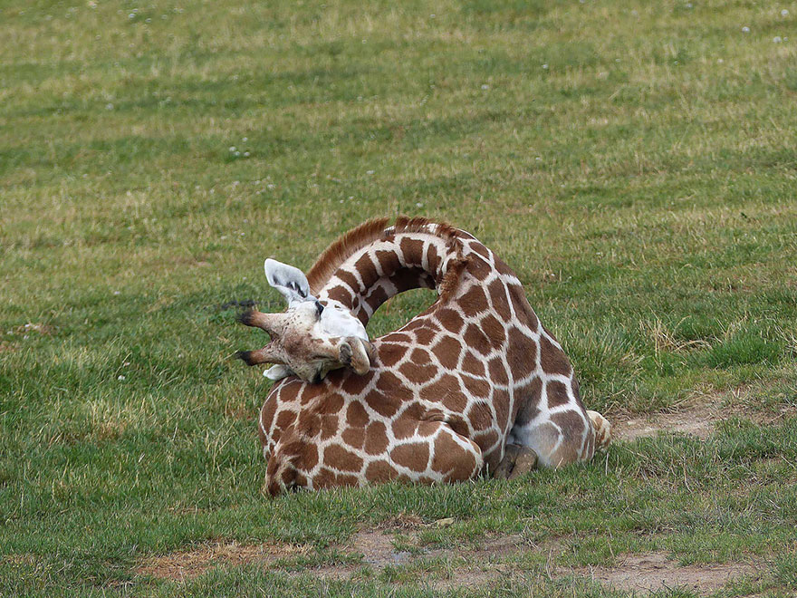 Sleeping Giraffes 7
