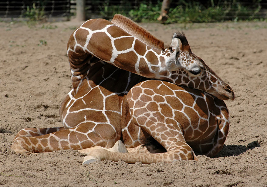 Sleeping Giraffes 8