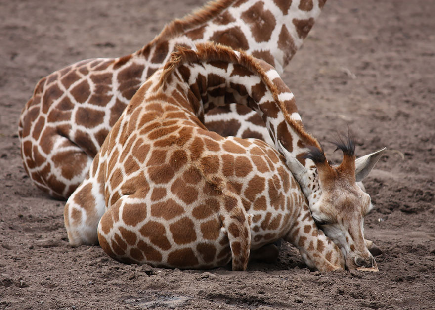 Sleeping Giraffes 9