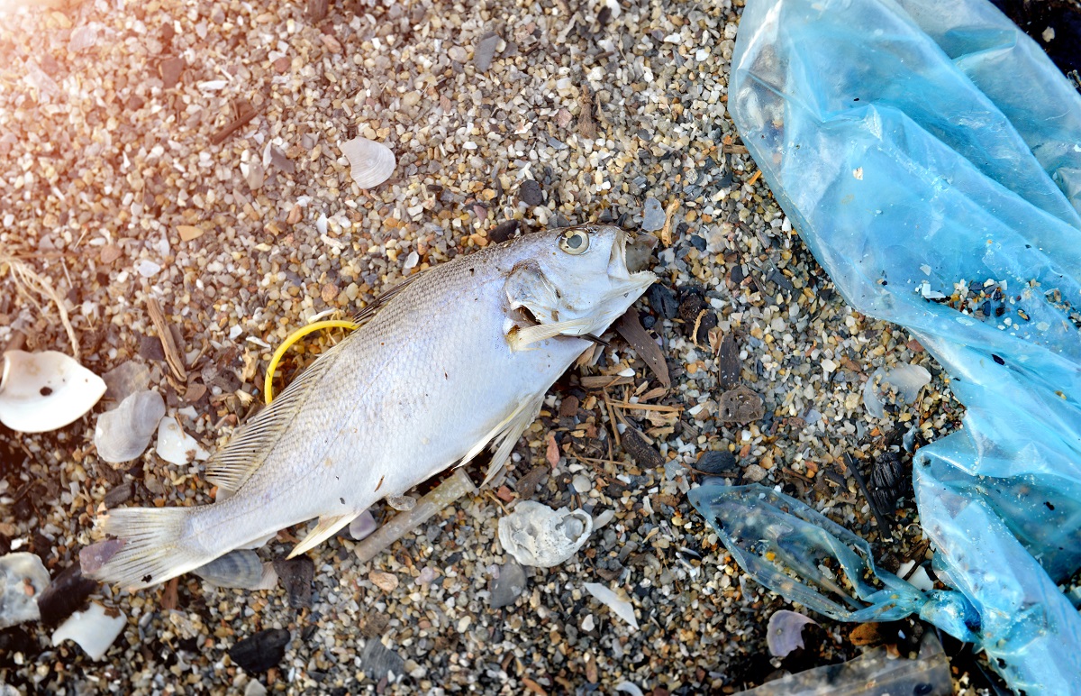 Body Of Death Fish On The Beach.