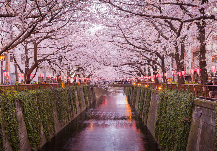 Tokyo Sakura Cherry Blossom With Light Up At Nakameguro , Tokyo