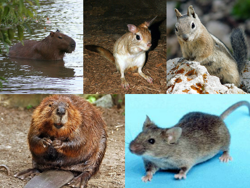 Rodent_collage