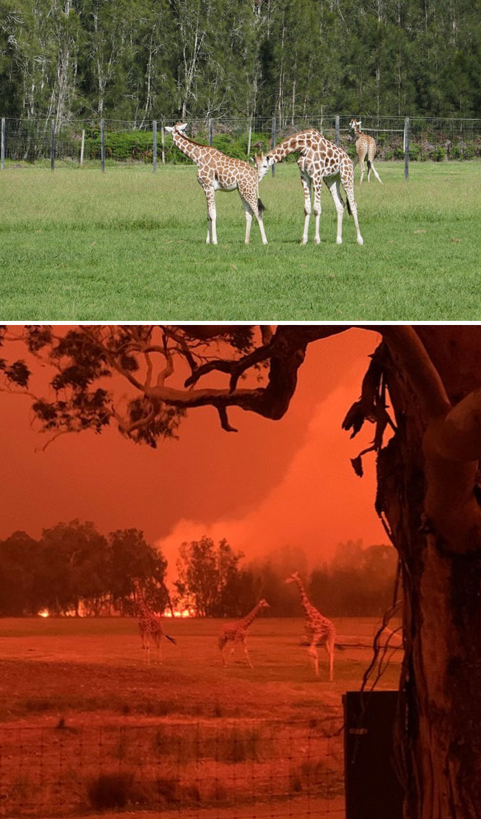 Bushfire Damage Before After Australia 04