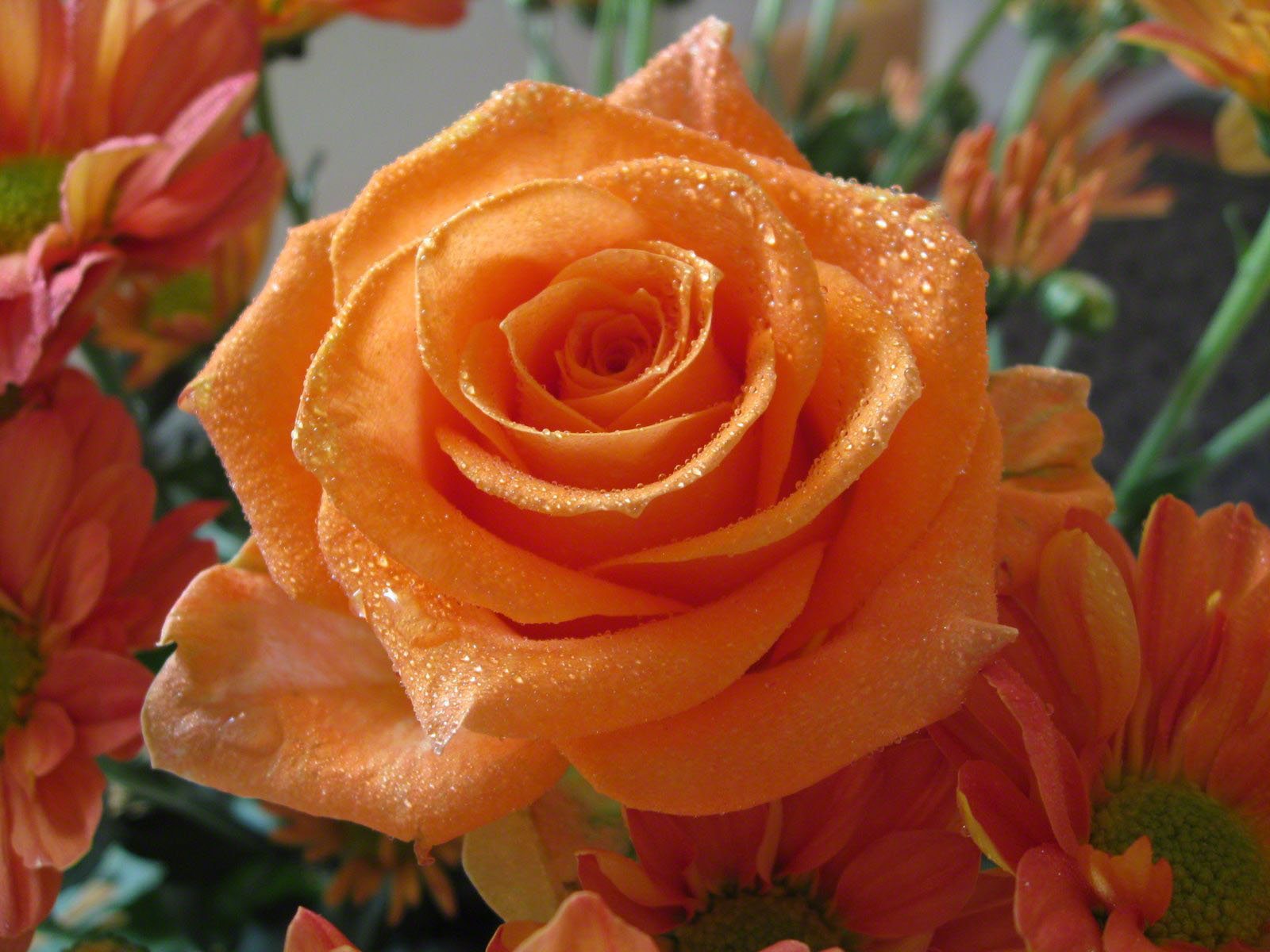 204 2047133_orange Rose Macro Bouquet Of Orange Roses (1)