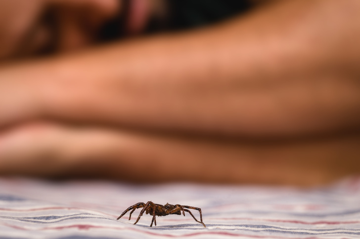 Brown Spider Indoors, Walking Close To A Person While She Sleeps. Danger, Need For Detection. Arachnophobia Concept.