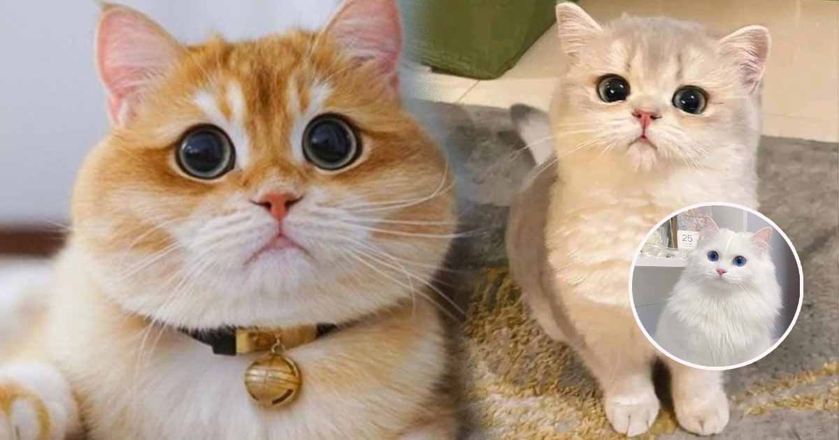 10 characteristics of cats
