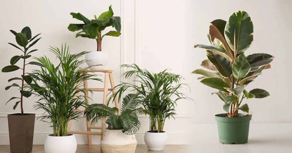 10 Indoor Plants That Clean The Air and Prevent Pollution 10 Indoor Plants That Clean The Air and Prevent Pollution