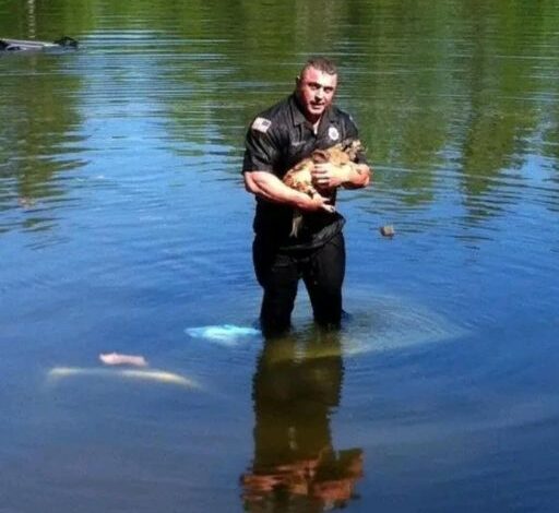 🚨 Officer Dives Into Freezing River to Save Trapped Dog — A True Act of Heroism