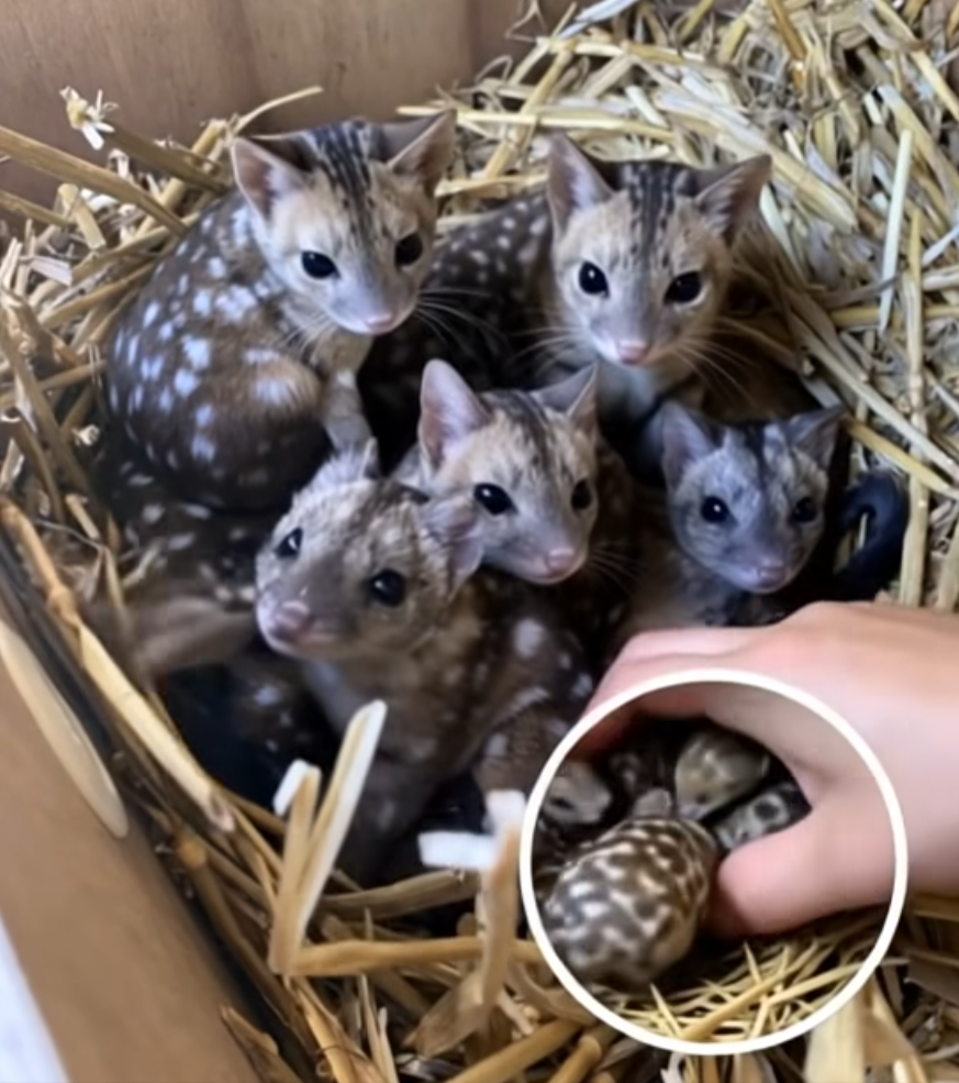 Baby Western Quolls Born at Australian Sanctuary — A Hopeful Sign for Wildlife Conservation