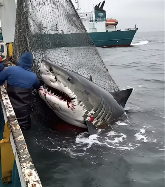 Heroic Rescue: Marine Biologists Free Great White Shark From Deadly Net in South Africa