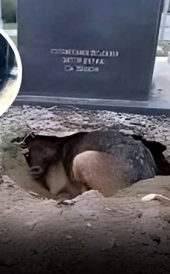 The Wedding Hero: How a Loyal Dog Named Max Saved His Owner’s Big Day