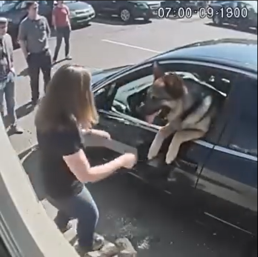 I Smashed a Car Window to Save a Dog — What Happened Next Shocked Everyone