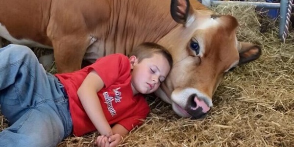 The Mystery of Tim, Daisy the Cow, and the Burned Barn: A Chilling Family Secret