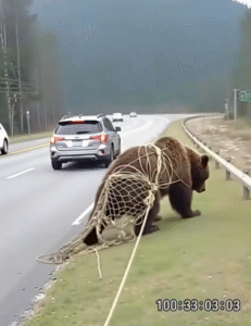 The Day I Freed a Trapped Bear – And the Silent Thank You That Changed My Life