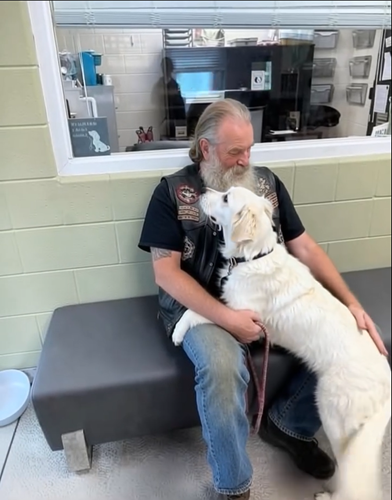 Motorcyclist Rescues Abandoned Dog With Heartbreaking Note – The Story of Daisy and Madison