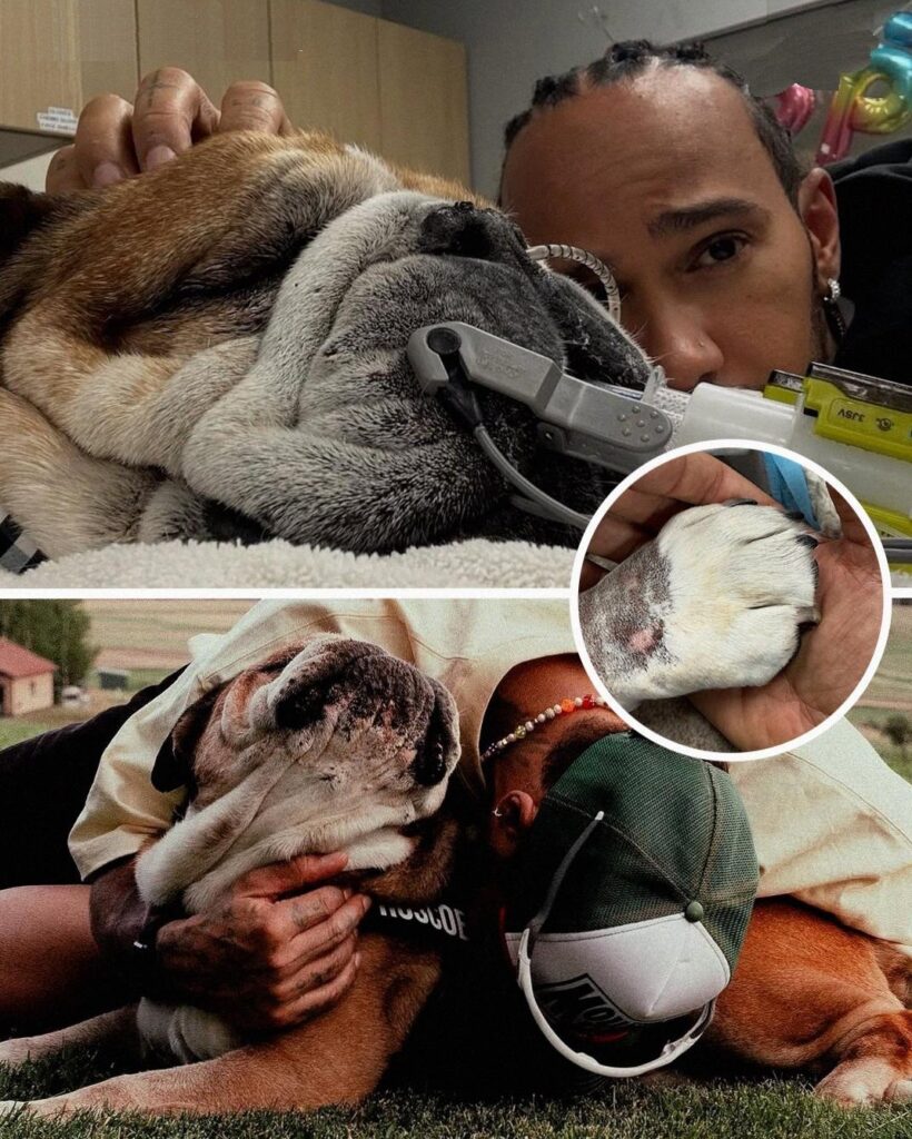 Lewis Hamilton Mourns the Loss of Beloved Bulldog Roscoe Lewis Hamilton Mourns the Loss of Beloved Bulldog Roscoe