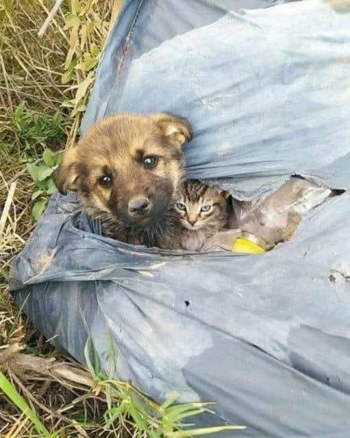 Abandoned Puppy and Kitten Found in Trash Bag Form an Unbreakable Bond