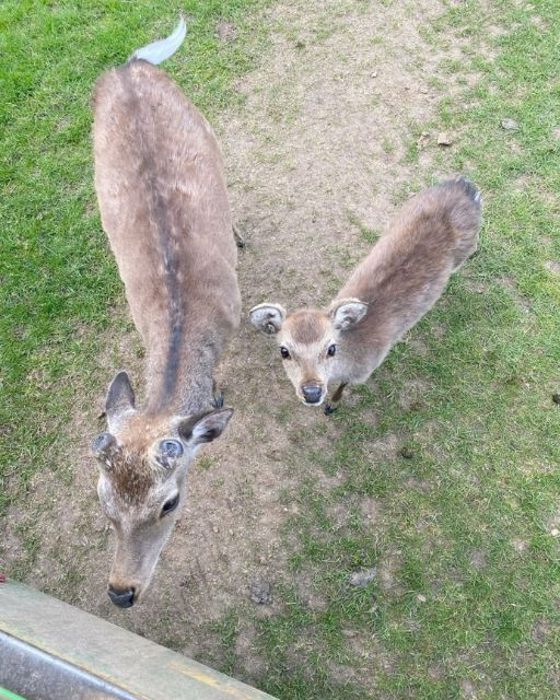 A Deer, a Locket, and a Hidden Message – The Mystery That Changed Everything