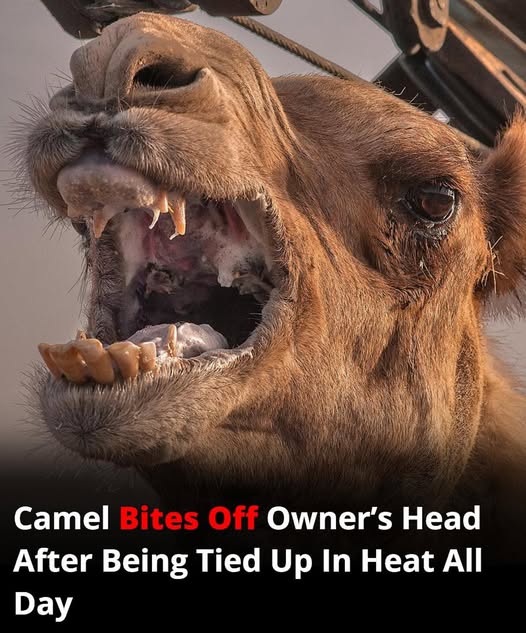 🐪 Camel Turns Deadly After Being Left in Extreme Heat — Owner Killed in Tragic Attack