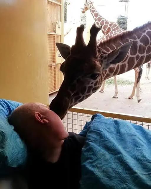 Man Facing Terminal Illness Says Goodbye to His Beloved Giraffes in Heartfelt Final Visit