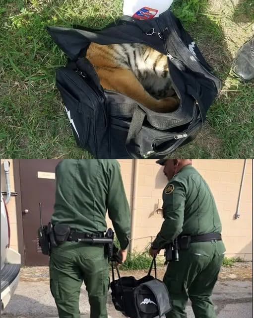 Border Patrol Agents Stunned After Discovering a Tiger Cub Inside a Duffel Bag Near the U.S. Border