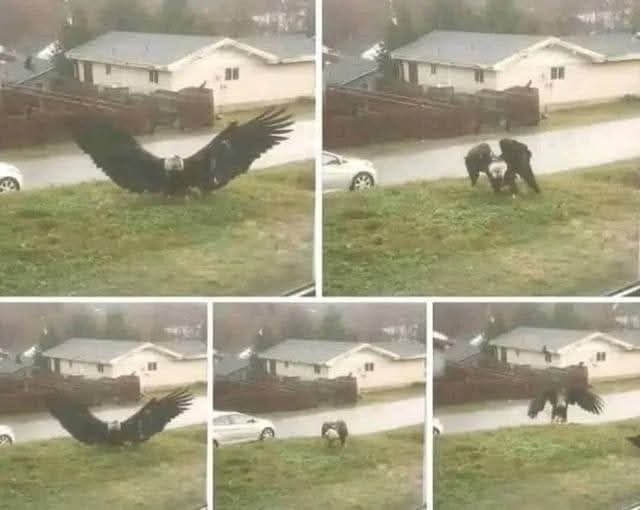 Rare Giant Eagle Spotted in Texas — Experts Shocked by Its Massive 10-Foot Wingspan