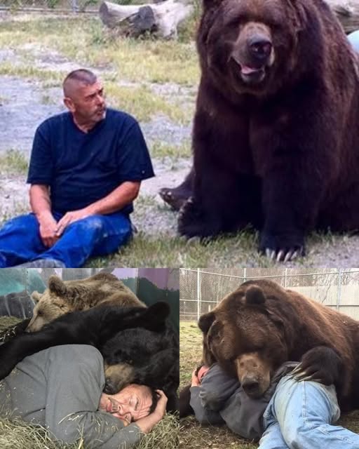 Jimmy the Bear — The Gentle Giant Who Stole Everyone’s Heart