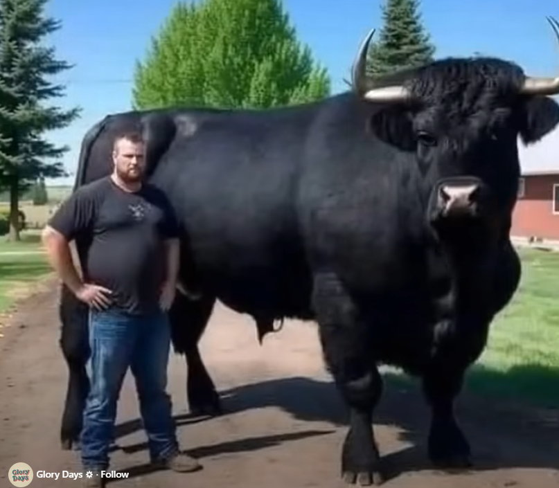 ,500 Black Angus Bull Becomes Breeding Machine After Vet Visit