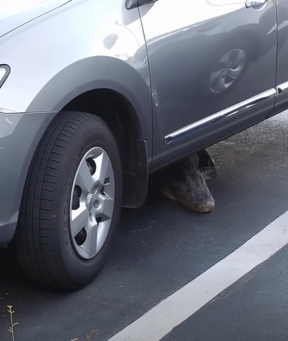 Terrifying Discovery Under My Moving Car — What Crawled Out Left Everyone in Shock