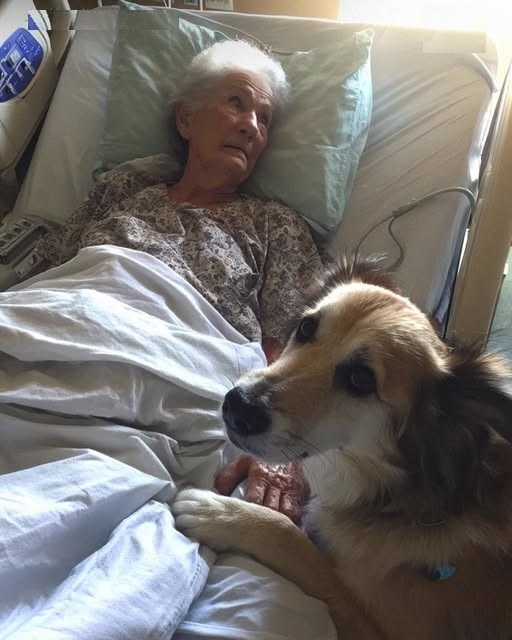 Our Rescue Dog Found an Unconscious Elderly Woman in the Woods — What We Learned Afterward Left Us Speechless