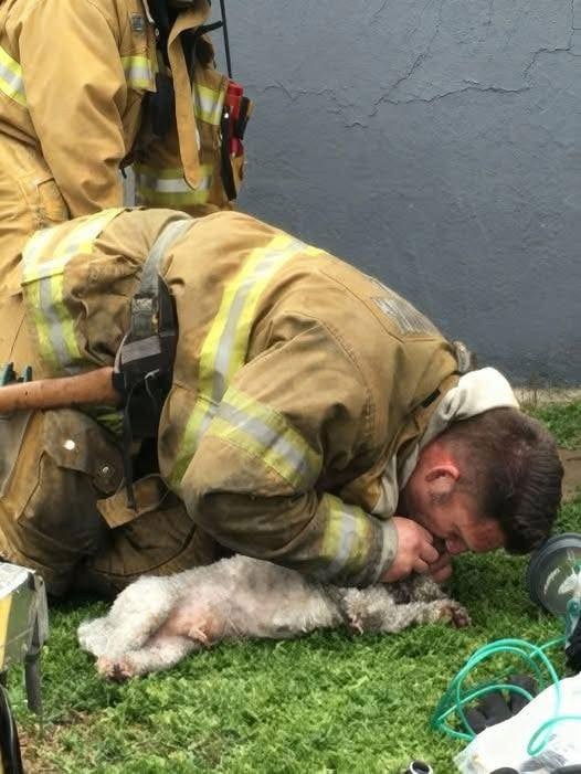 🐶 Firefighters Bring Lifeless Dog Back to Life After Devastating House Fire — A True Act of Heroism