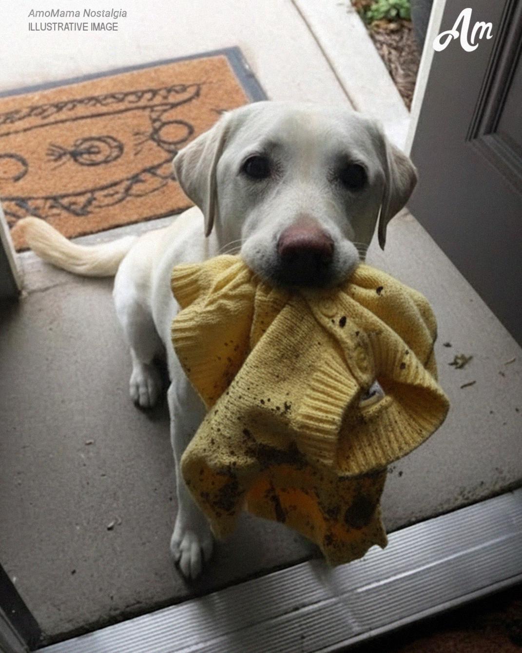 My Dog Brought Me My Late Daughter’s Sweater — Then Led Me to a Place That Changed Everything